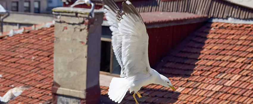 Residential Chimney Animal Removal Solution in Fitchburg, WI